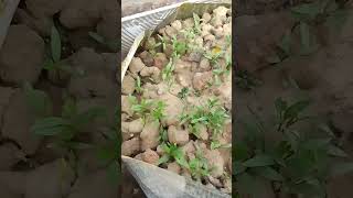 Leggy Seedlings Problem After seeds germination and its solution🌱gardeningseedcleanerytshortsyt [upl. by Ardisi]