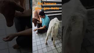 Jayiyo Re Chanda Jayiyo ❤️💥 jai gau mata ki  Reshu official  shorts [upl. by Alletsirhc]