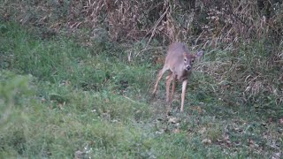 Michigan Archery Season Hunt  5 [upl. by Cychosz79]