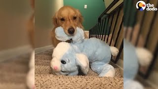 Dog Takes Favorite Toys To Bed Every Night  The Dodo [upl. by Gretchen992]