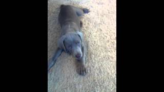 Weimaraner Puppy Barking [upl. by Akehs294]