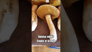 Boletus edulis Porcini mushrooms at different stages of growth foraging oregon kingbolete [upl. by Reichert347]