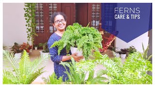 Fern Care and Tips  Foliage Plant  Malayalam [upl. by Gibbon]