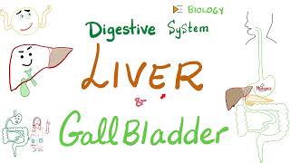 Liver and Gallbladder  Digestive System [upl. by Nossyla]