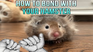 How To Bond With Your Hamster [upl. by Atteynod388]