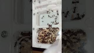 Myrmicaria brunnea муравьи мурашки ant ants [upl. by Nyrak]