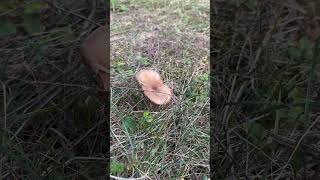 Fungi youtubeshorts trentino youtube travel italydiaries [upl. by Healey]