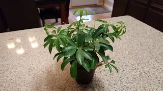 NEW SCHEFFLERA ARBORICOLA [upl. by Lusty]