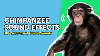 Chimpanzee Sounds 🦧 What Do Chimps REALLY Sound Like [upl. by Ati]