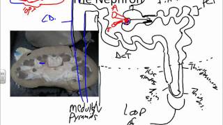 Urinary System The Nephronwmv [upl. by Rtoip718]