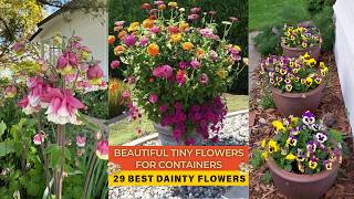 29 Best Dainty Flowers  Beautiful Tiny Flowers for Containers [upl. by Eirod475]