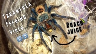 Tarantula Feeding Video 23  Why I dont film slings [upl. by Naresh]