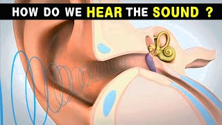 How do we hear Sound  Ear anatomy and physiology  Animated Video [upl. by Ahkihs160]