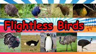 Learn about Flightless Birds Species with Pictures and Correct Pronunciation for Smart Kids Parents [upl. by Allys]