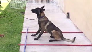 Entrenamiento para tu perro parte 5 [upl. by Attenaej249]