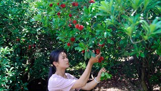 Chinese Bayberry ALL Over the Tree The Deliciousness Beyond Your Expectation [upl. by Afrika]