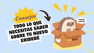 Consejos que debes saber cuándo tienes un eribebe  Erizoo México [upl. by Cote693]