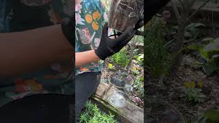 How to grow indoor plants in selfwatering pots [upl. by Noizneb]