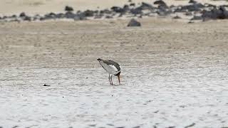 Euriasian Oystercatcher  Haematopus ostralegus  20240829 Jeju Korea [upl. by Macilroy]