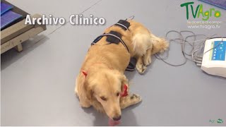 Tratamiento de Fisioterapia en Perros  TvAgro por Juan Gonzalo Angel [upl. by Scuram730]