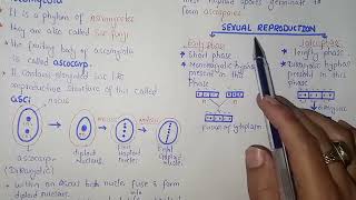 Ascomycota Life Cycle  Federal amp KPK Board  Class 11 Biology [upl. by Sobel]