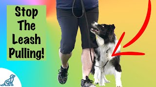 Loose Leash Walking Training  Professional Dog Training Tips [upl. by Golliner]