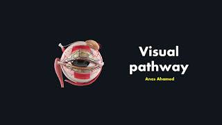 Visual Pathway  Optic nerve CN II explained clearly [upl. by Attiuqihc]