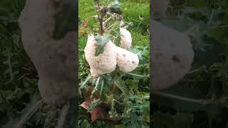 A Fairly Large Population Of Slime Mould Colonized On A Sow Thistle [upl. by Postman80]