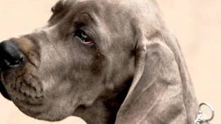 Jacques Brel Les Filles et les Chiens [upl. by Trip]