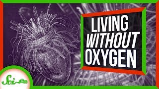 These Animals Don’t Need Oxygen [upl. by Hannon]