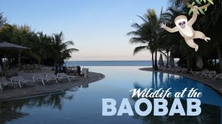 Wildlife at the Baobab Beach Resort Diani Beach Kenya [upl. by Beverlie569]