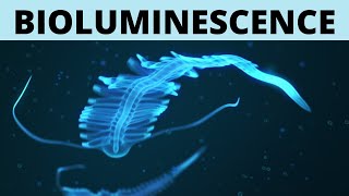 Bioluminescence  Explained [upl. by Anileuqcaj]