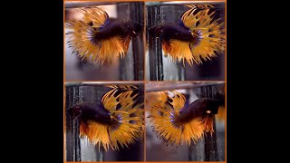 Betta Fish BLUE MUSTARD Crowntail CT Male J491 [upl. by Drofkcor]