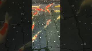 Takigawa and Tamaura Koi Farm GreysKoi nishikigoi koicarp koi japan viralvideo fish [upl. by Annaicul]