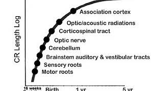 24  Myelination and Development  Developmental Anatomy  Infant Clinical ExaminationMRCP [upl. by Aztinay]