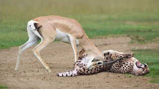 African Wildlife In Action Grant’s Gazelle Take Down Cheetah With Horn To Save Her Baby Wildebeest [upl. by Ewer628]