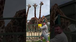 Worlds Strongest Man Meets Giraffes [upl. by Eiaj]