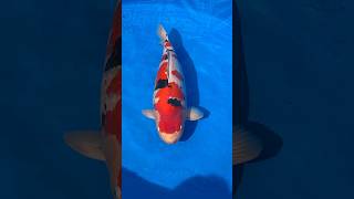 2024 Nagaoka Koi Show Grand Champion 🥇 japanesekoi koi koifish japan fish [upl. by Aihsoek650]