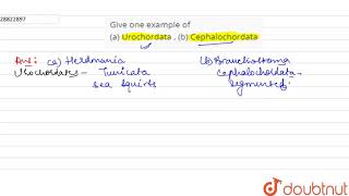 Give one example of a Urochordata  b Cephalochordata [upl. by Ykcir220]