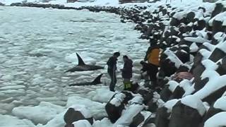 Mass Stranding of Killer Whales in Sea Ice off Shiretoko [upl. by Shreve856]