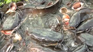 Hungry gapes of Indian Catfish  ugliest fish on earth [upl. by Nemracledairam]