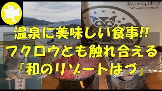 【宿レビュー、温泉】温泉に美味しい食事！！フクロウとも触れ合える「西浦温泉 和のリゾート はづ」（愛知県蒲郡市） [upl. by Yregram583]