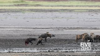 Hyenas Feeding on Live Hyena [upl. by Rodmur883]