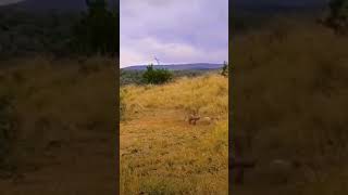 Worthog chases the wilddogs 😲😱 wildlife kruger animalsounds animals lionroar [upl. by Cirdec946]