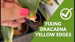 Fixing Yellow amp Brown Edges on Dracaena Plants Simple Tips amp Care Tricks [upl. by Volkan]