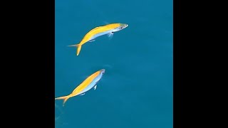 Yellowback fusilier Fish  Aquatic  Port Blair  Andaman Island [upl. by Dnesnwot]