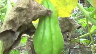 Organic Farming in the Philippines Reality TV Se 4 Ep 6 Dont lick the camera [upl. by Nwahsad845]