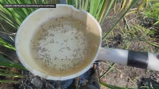 Why this mosquito season in Minnesota could be worse than most [upl. by Zat]