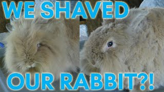 Giving Our Angora Lionhead Rabbit a Haircut [upl. by Liesa]