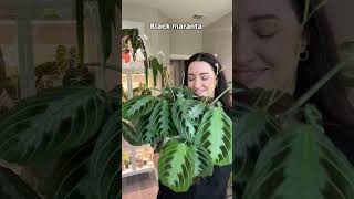 Favorite Maranta Plants 🪴 plants maranta prayerplants [upl. by Eiramllij]